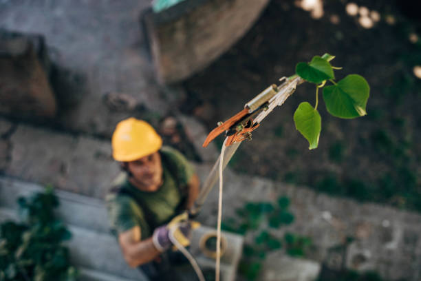 Best Tree Removal Near Me  in El Cenizo, TX